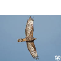 گونه سارگپه جنگلی European Honey Buzzard